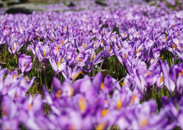 Dikenal Rempah Termahal, Ternyata Ini 8 Khasiat Bunga Saffron yang Bagus untuk Kesehatan Tubuh