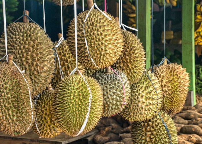 3 Daerah Penghasil Durian Terbesar di Provinsi NTB, Mataram Gak Masuk Daftar, Nomor 1 Ternyata? 