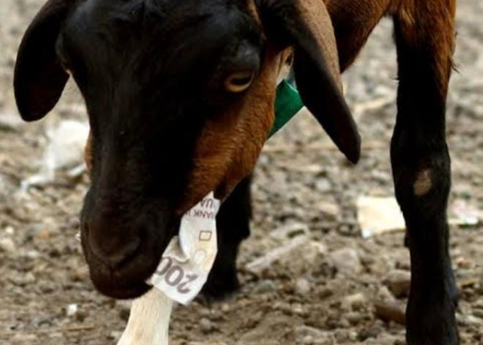 Fakta Unik Pulau Bungin di NTB, Kambing-Kambing Peliharaan Makanannya Uang Kertas, Benarkah?