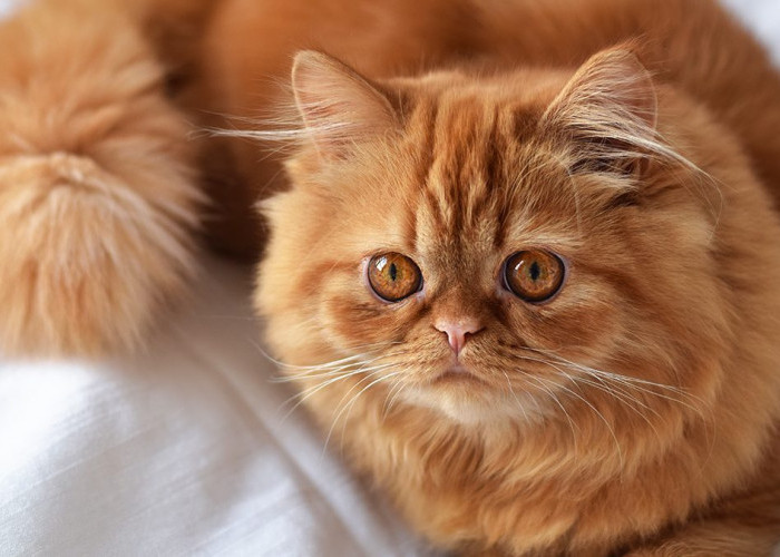 Tips Merawat Kucing Persia agar Bulunya Bagus dan Harum, Nomor 4 Banyak yang Belum Tahu 