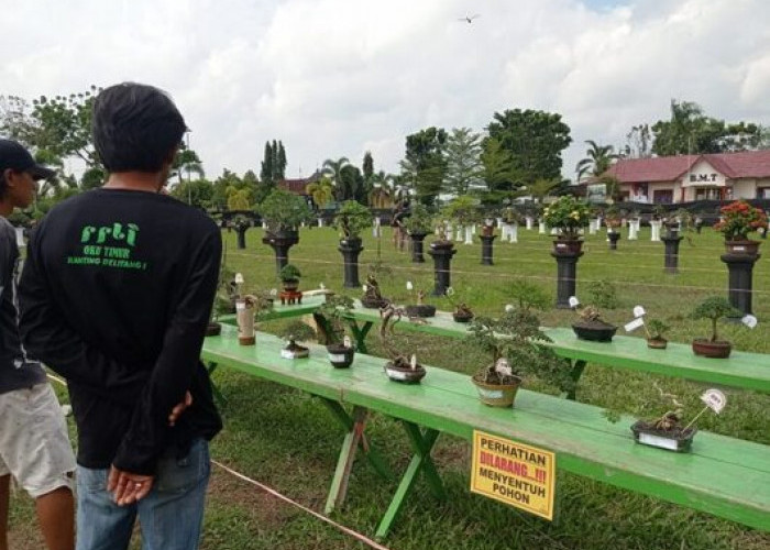 Ratusan Pohon Bonsai Dipamerkan di Lapangan Kecamatan Buay Madang Timur 