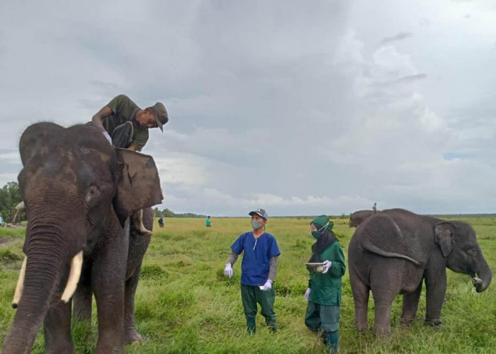Terancam Punah, Begini Perawatan Gajah Sumatera di Pusat Konservasi Padang Sugihan