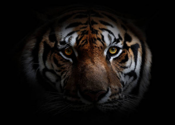 Punya Kekuatan Gaib, 10 Weton Ini Dipercaya Dilindungi Khodam Harimau