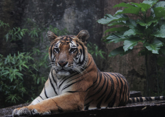 Heboh! Warga Bengkulu Utara Temukan Jejak Harimau Besar di Sekitar Rumah 