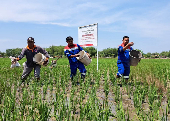 Petani di Tuban Sering Gagal Panen, Pertamina EP Sukowati Field Turun Tangan