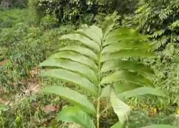 Berikut Deretan Manfaat Tanaman Herbal Daun Sungai Untuk Kesehatan