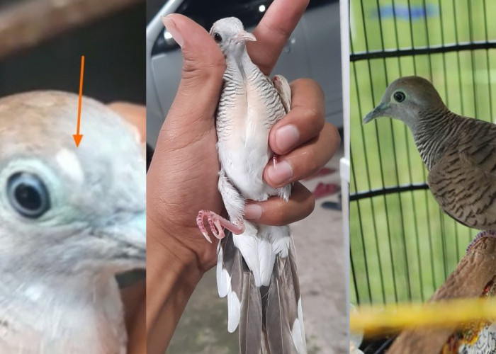 3 Jenis Burung Perkutut Paling Mahal Perlu Diketahui, Bernilai Ratusan Juta Rupiah dan Bisa Jadi Investasi
