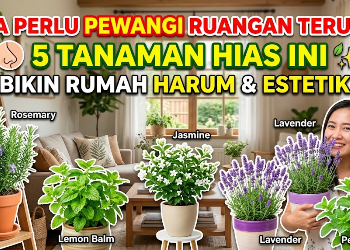 Rumah Auto Wangi dan Makin Cantik! 5 Tanaman Hias Pengharum Ruangan yang Bikin Suasana Jadi Lebih Fresh