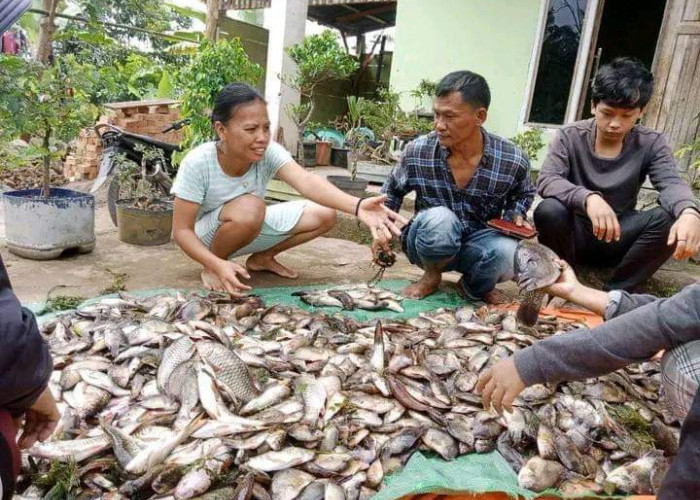 Ribuan Ikan di Danau Ranau Kabupaten OKU Selatan Pada Mabuk, Apa ya Penyebabnya