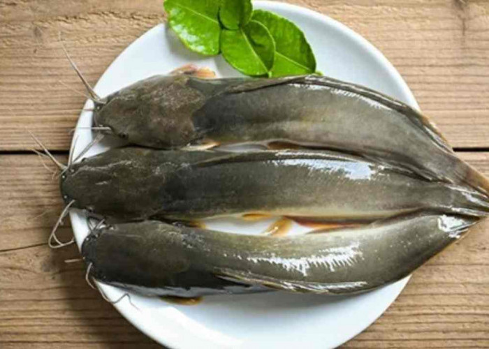Bukan Cuma Enak Digoreng, Ikan Lele Ternyata Punya Banyak Manfaat