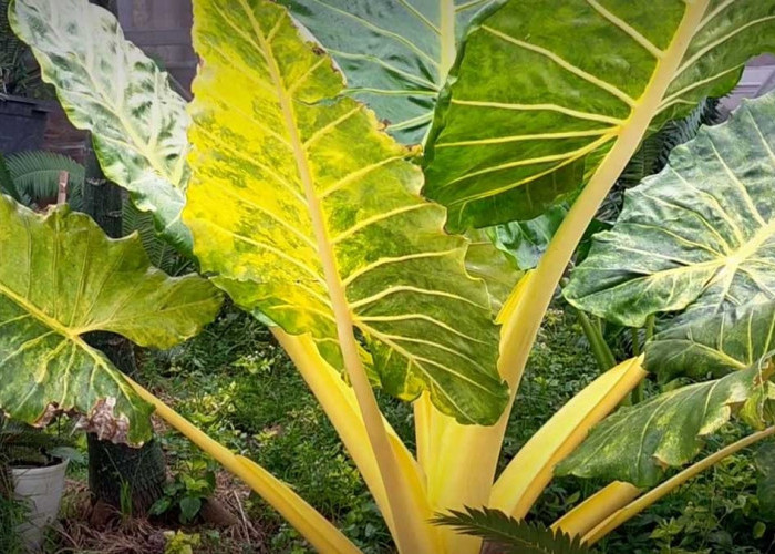 Memiliki Daun Mencolok Dengan Bentuk yang Unik, Begini Cara Merawat Tanaman Hias Alocasia Macrorrhiza Lutea