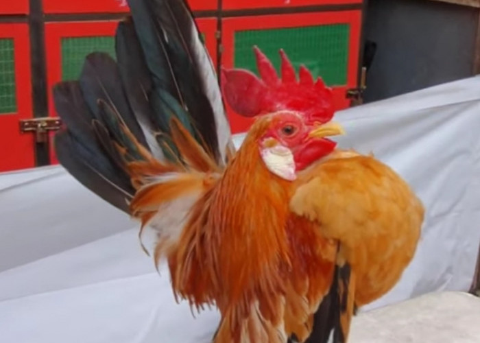 8 Jenis Ayam Hias Paling Diburu Kolektor, Nomor 3 Berasal dari Malaysia