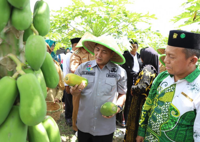 Panen Pepaya Kalifornia di Tungkal Jaya Ala PJ Bupati Musi Banyuasin, Yuk Intip Caranya?