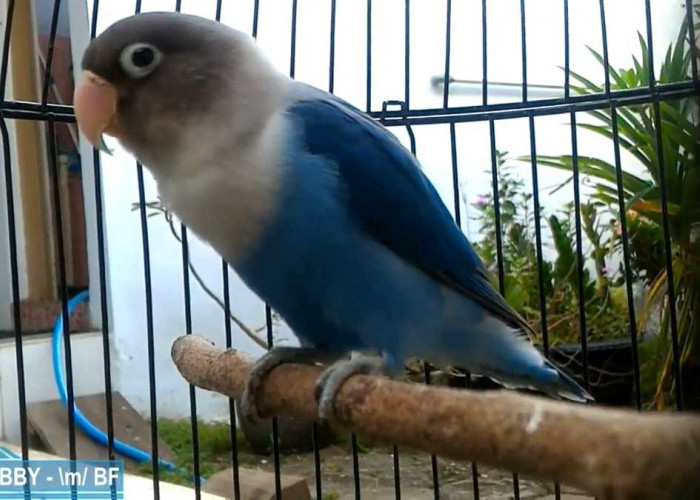 Pecinta Burung Merapat! 10 Keunikan Lovebird Biru Mangsi yang Perlu Kamu Tahu 