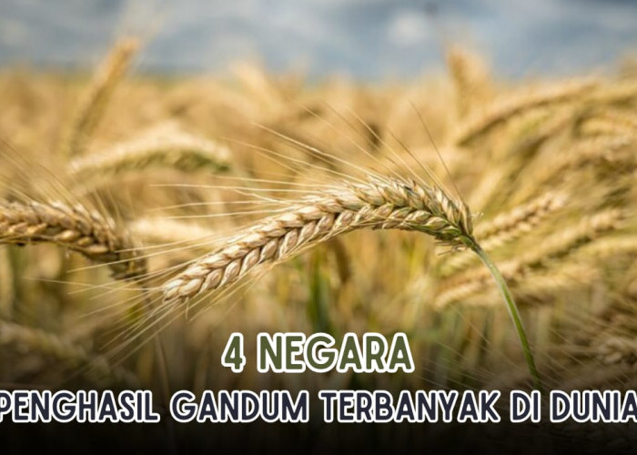 4 Negara Penghasil Gandum Terbanyak di Dunia, Hasil Panennya Buat Takjub!