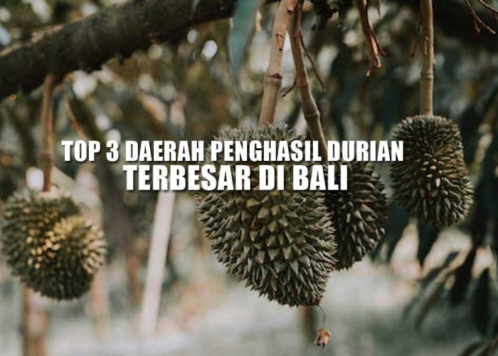 Top 3 Daerah Penghasil Durian Terbanyak di Bali: Gak Nyangka Karangasem Termasuk, Juaranya Daerah Mana? 