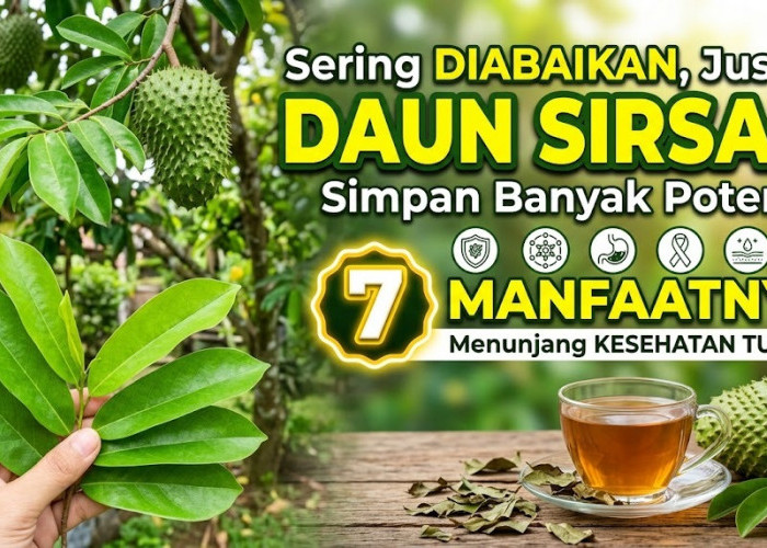Sering Diabaikan, Justru Daun Sirsak Simpan Banyak Potensi! Ini 7 Manfaatnya untuk Menunjang Kesehatan Tubuh