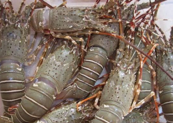 WOW! Inilah 6 Daftar Daerah di Indonesia yang Banyak Menghasilkan Lobster Premium, Salah Satunya Kampung SBY