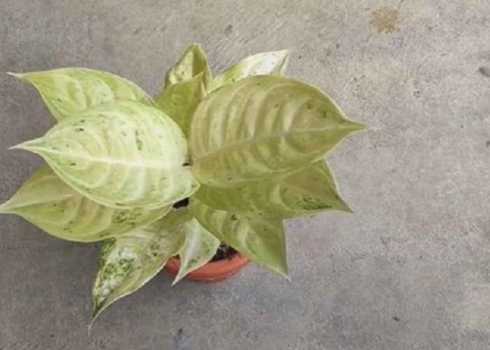 Dari Dekorasi Rumah hingga Kantor, Aglaonema Claudia Tetap Jadi Favorit 