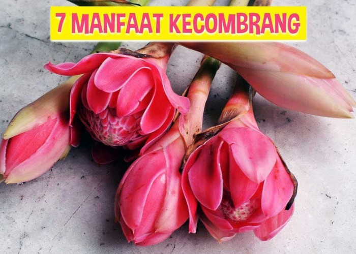 Ini 7 Manfaat Kecombrang Untuk Kesehatan, Nomor 7 Cocok Untuk Rambut