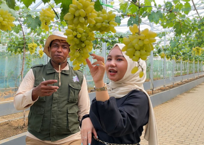 Pesona Kebun Anggur di Palembang: Wisata Edukasi Baru yang Wajib Dikunjungi