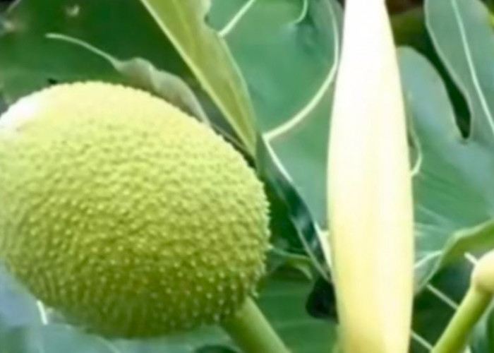 Berikut 7 Manfaat Daun Sukun Untuk Kesehatan