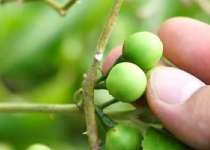 Jarang Diketahui Orang! Ternyata Ini 6 Manfaat Buah Takokak