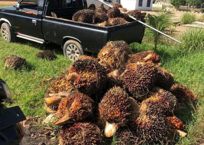 7 Dampak Dari Pembukaan Hutan Untuk Perkebunan Sawit di Indonesia, Mulai Dari Polusi Udara Hingga Erosi Tanah!