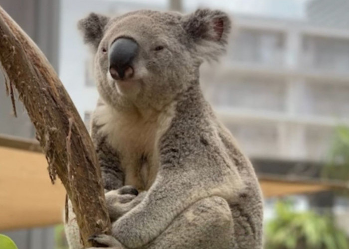 'Fakta Menarik': Kebiasaan Hewan Koala Tidur Sambil Peluk Pohon