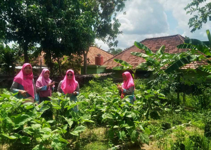 Cerdas! Ibu-Ibu Patih Galung Bisa Hemat Belanja Rp500 Ribu Sebulan Berkat Kebun Organik Sendiri