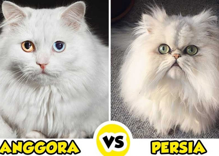 Kenali Perbedaan Kucing Persia dan Anggora, Ini Ciri-cirinya, Jangan Sampai Salah Ya!