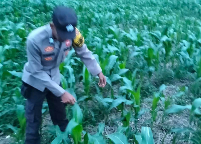 Bhabinkamtibmas Polres Lahat Pasang Badan untuk Ketahanan Pangan: Cek Daun Jagung hingga Dialog dengan Petani