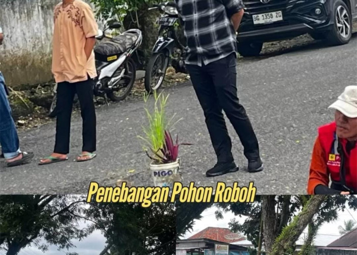 Pohon Tumbang Ancam Pengguna Jalan, DLH Lubuk Linggau Bergerak Cepat