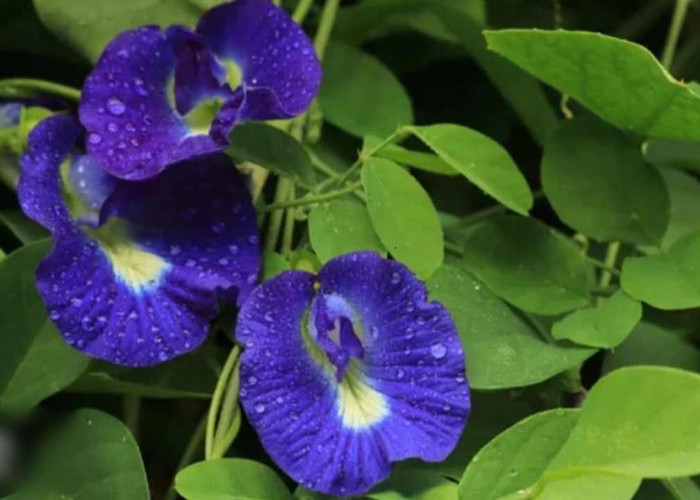 Cuma Tanaman Pagar? Bunga Telang Ini Ternyata Punya Khasiat Luar Biasa!