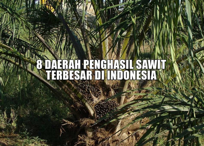 Bukan Kalimantan! Inilah 8 Daerah Penghasil Sawit Terbesar di Indonesia