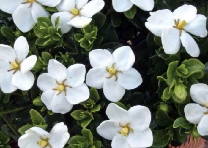 Sulit Terlelap di Malam Hari? Tanaman Ini Bisa Jadi Solusinya