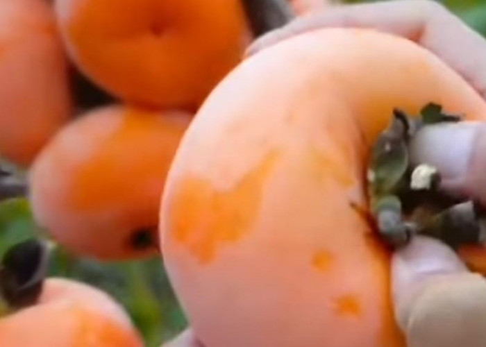 SIMAK! Berikut Deretan Manfaat Buah Kesemek Untuk Kesehatan Tubuh