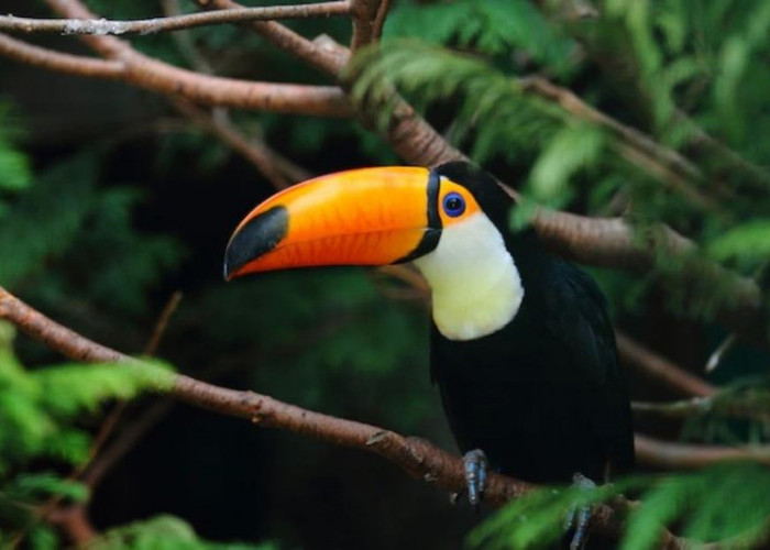 Kolektor Wajib Tau, Ini 5 Burung Termahal di Dunia, Ada yang Seharga Rumah Mewah!