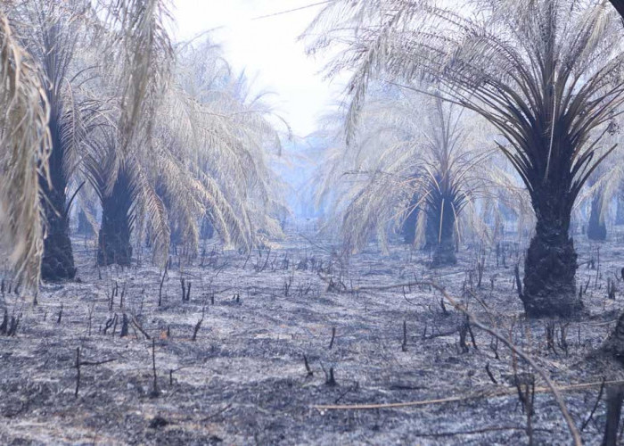 Tinjau Langsung Lahan Gambut Terbakar, Wamen LH dan Gubernur Herman Deru Perkuat Kolaborasi Tangani Karhutla
