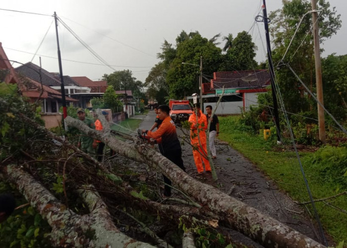 Pohon Tumbang Ganggu Jalan, Petugas BPBD Muba Turun ke Lokasi, Ini yang Dilakukannya?