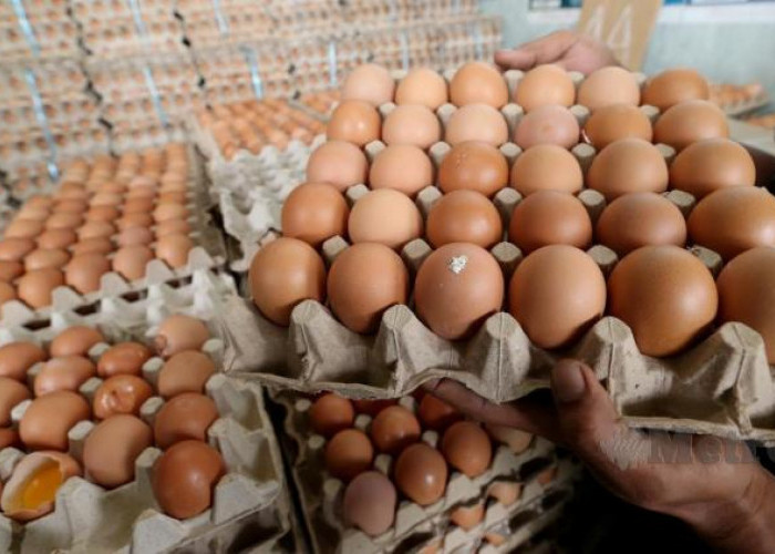 Harga Telur Ayam di OKU Meroket