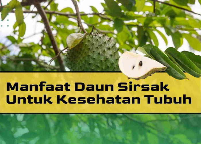 5 Khasiat Air Rebusan Daun Sirsak Jika Diminum, Bisa Cegah Kanker Hingga Hilangi Ketombe dan Kutu di Rambut