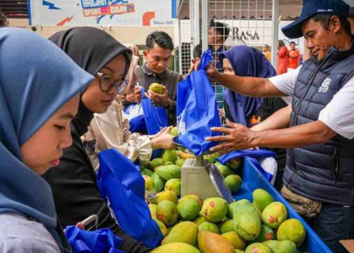 Diberdayakan BRI, Petani Mangga Bondowoso Mampu Perluas Lahan dan Tingkatkan Taraf Hidup