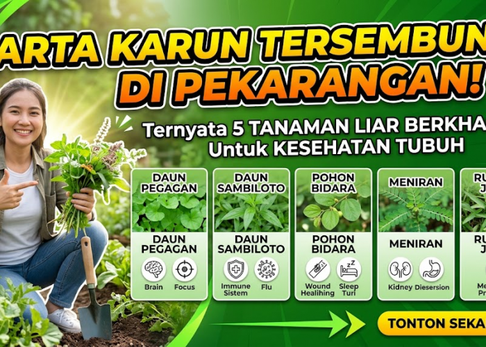 Harta Karun Tersembunyi di Pekarangan! Ternyata 5 Tanaman Liar yang Berkhasiat untuk Kesehatan Tubuh
