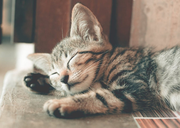 8 Cara Menghilangkan Bau Kotoran Kucing yang Menyengat, Terbukti Efektif 