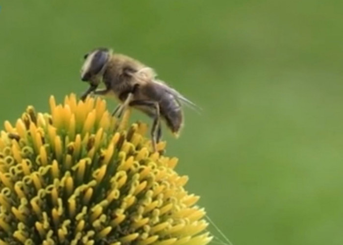 Tahukah Anda Lebah Berkomunikasi dengan Menari, yuk Simak Ulasannya