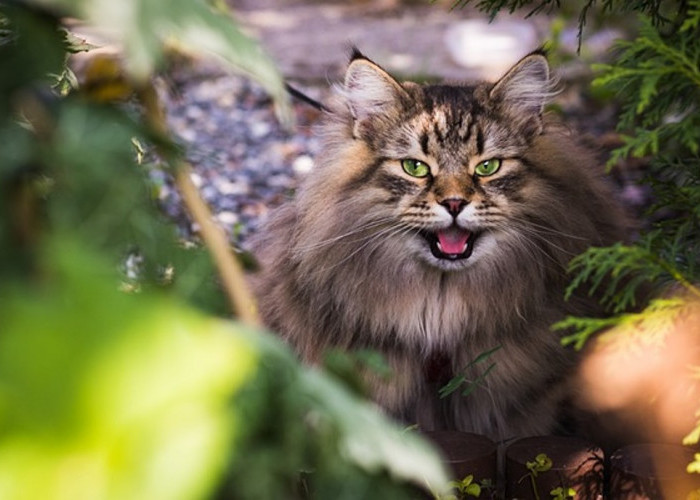 TERANCAM PUNAH! Inilah 6 Kucing Endemik Asli Indonesia