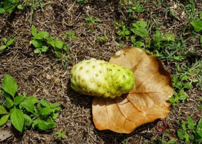 6 Manfaat Buah Mengkudu untuk Kecantikan, Ternyata Bisa Obati Masalah Ini