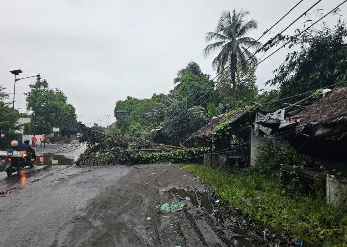 Mencekam! Pohon Kolangkaling 15 Meter Roboh Timpa Kabel Listrik Saat Warga Tertidur Pulas