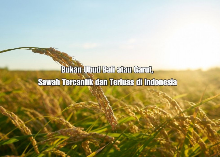 Bukan Ubud Bali atau Garut! Sawah di Daerah Ini Luasnya 1 Juta Hektar Hingga Menjulang ke Langit